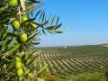 Olivos en Jaén