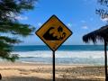 cartel tsunami