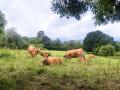 Vacas en Villaviciosa (Asturias)