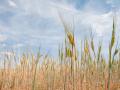 Campo de trigo en Castilla-La Mancha