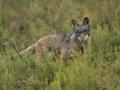 Un lobo ibérico