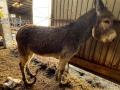 Uno de los burros maltratados en Burgos