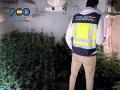 Plantación de marihuana desmantelada por la Policía Nacional en Denia