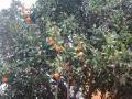 Naranjas en el árbol
