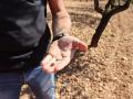 Pérdida del cultivo de almendro en Alicante a causa de la sequía