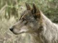 Imagen de archivo de un lobo