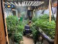 Plantación con 425 plantas de marihuana y cuatro detenidos en Náquera, Valencia