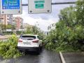 Un coche es aplastado por un árbol mientras circulaba por la M-30 de Madrid