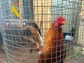 Uno de los gallos de pelea