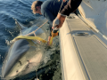 Espécimen de tiburón blanco encontrado frente a las costas de Florida