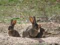 Conejo silvestre en España