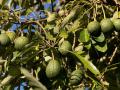 Aguacates en el árbol