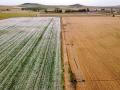A la izquierda, una plantación de adormidera en Castilla y León