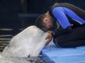 (Foto de ARCHIVO)
Un cuidador del Oceanogràfic con una de las dos belugas rescatadas de Ucrania, Plombir y Miranda, durante una sesión veterinaria en el Oceanogràfic de Valencia, a 1 de julio de 2024, en Valencia, Comunidad Valenciana (España). Estos dos animales habitaban en el acuario de Járkov y tras un operativo de 48 horas, fueron trasladadas al acuario de Valencia, donde descansan de los bombardeos desde el 18 de junio.

Rober Solsona / Europa Press
01 JULIO 2024;BELUGAS;UCRANIA;OCEANOGRAFIC
01/7/2024
