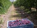 Ciruelas en un campo de Extremadura
