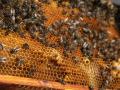 Detalle de un panal de abejas