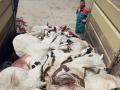 Un ataque de lobo producido en la comarca zamorana de Sayago