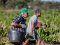 Dos trabajadores recogen uvas en San Martín de Valdeiglesias (Madrid)