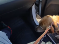 El animal mientras se sube a otro taxi