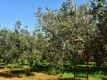 Olivar