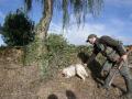 Un perro de caza busca junto a un cazador una perdiz abatida en Galicia