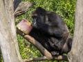 Imagen de un gorila comiendo un helado de fruta en Bioparc Valencia