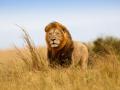 León en la reserva de Masái Mara.