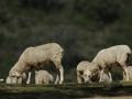 (Foto de ARCHIVO)
Agricultura compra 970.000 vacunas del serotipo 3 de la lengua azul para frenar su avance en Andalucía

REMITIDA / HANDOUT por JUNTA DE ANDALUCÍA
Fotografía remitida a medios de comunicación exclusivamente para ilustrar la noticia a la que hace referencia la imagen, y citando la procedencia de la imagen en la firma
30/9/2024