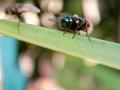 Cochliomyia hominivorax, la mosca del gusano barrenador del Nuevo Mundo