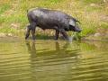 Un cerdo de raza ibérica pura en Jerez de los Caballeros, Badajoz (Extremadura)