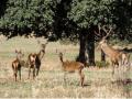 Berrea en el Parque Nacional de Cabañeros