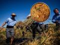 Imagen de la promoción de paella a cinco euros en Catarroja por XII Fiesta de la Siega