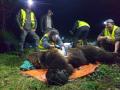 Radiomarcaje de ejemplares de oso pardo en Castilla y León