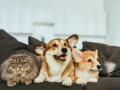 Perros y gatos en una casa