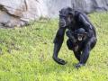 Imagen de la chimpancé Eva portando a su cría, Ekon, en la selva de Bioparc Valencia