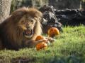 Enriquecimiento ambiental especial en el área de los leones por Halloween en Bioparc Valencia