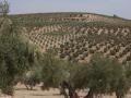 Olivar en Jaén
