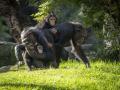 Una familia de chimpancés con las crías Cala y Ekon en la selva de Bioparc Valencia