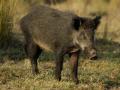 Imagen de un ejemplar de jabalí.