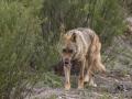 Un lobo en el Centro del Lobo Ibérico de Castilla y León, Félix Rodríguez de la Fuente