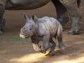 Imagen del pequeño nuevo bebé rinoceronte de Bioparc Valencia.