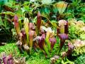 Sarracenia atrapa y mata insectos atrayéndolos a sus estrechas jarras