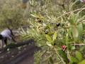 Recogida de aceituna en Galicia