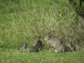 Four wild baby rabbits nibbling the succulent grass on one of their earliest forays from their burrow.
