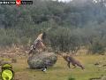 Naturaleza salvaje: una cámara capta la pelea entre un águila real y un zorro en la Sierra de Madrid