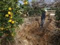 Un agricultor observa los daños producidos por la dana en Valencia.