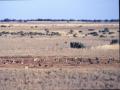 wild feral rabbits in plague numbers in the outback of South Australia.