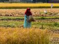 Una mujer recoge arroz en India