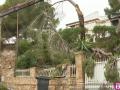 Los jardineros retiran el pino caído sobre una casa de Peguera