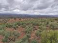 Olivar en Córdoba.